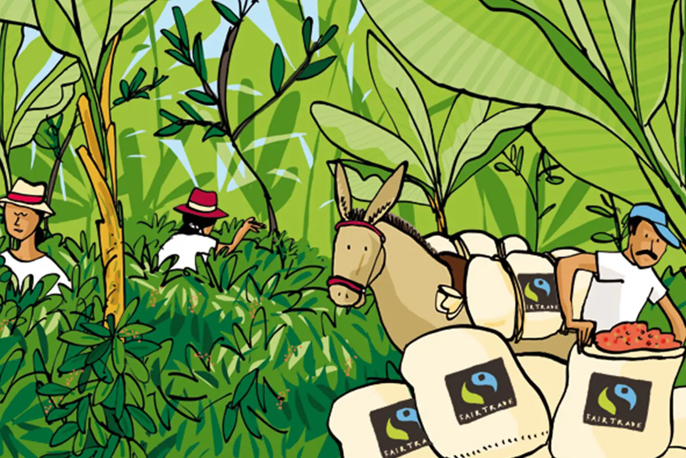Illustrasjon av tre arbeidere som høster røde bær i en frodig grønn skog med kurver merket "Puro fairtrade", assistert av et esel.